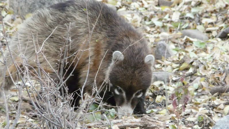 coati004.jpg