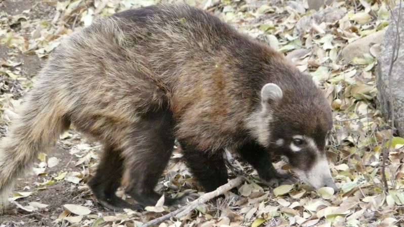 coati005.jpg