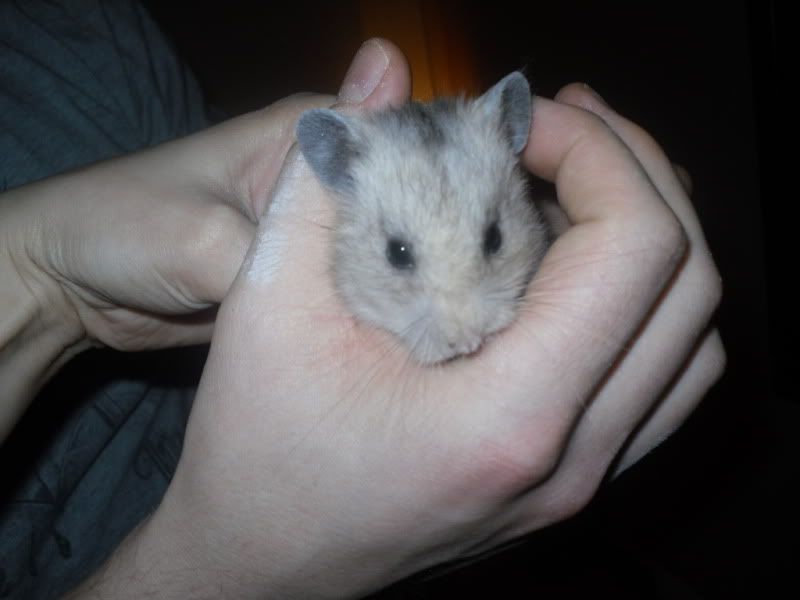 how to get a hamster out of the wall