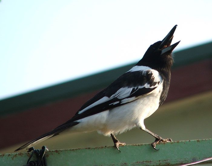 butcherbird.jpg