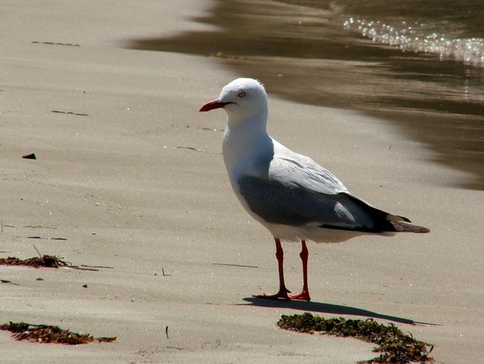 seagull.jpg