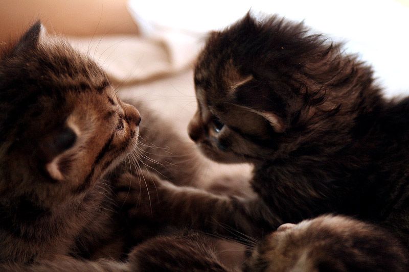 IMAGE: http://img.photobucket.com/albums/v514/speedyman_2/k1.jpg