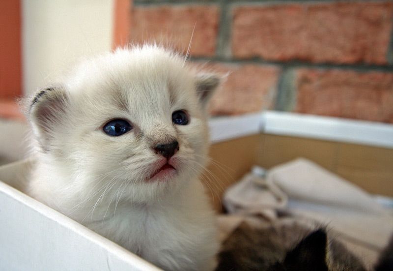 IMAGE: http://img.photobucket.com/albums/v514/speedyman_2/k2.jpg