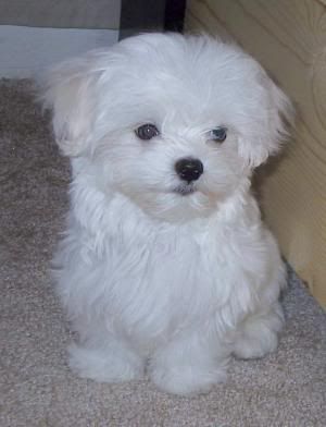 http://img.photobucket.com/albums/v515/JungleSurviva/MALTESE_03_Gizmo_playing_10.jpg