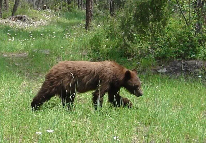 Montana spring bear Hunt Talk