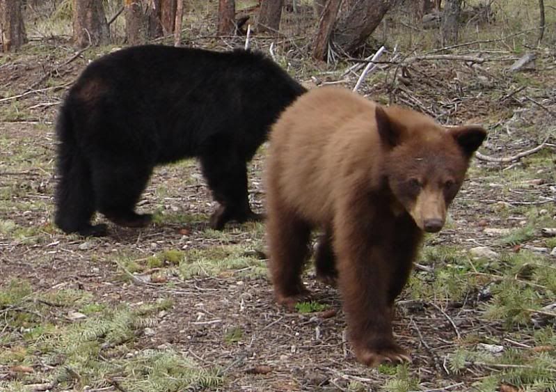 Montana spring bear Hunt Talk