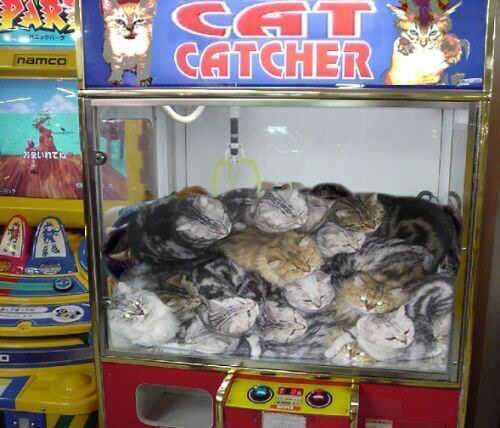 catcatcher.jpg