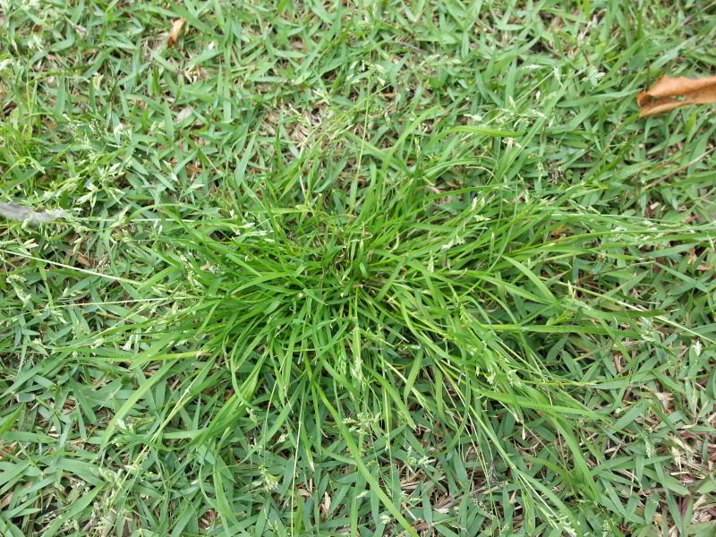 What weed is this and how to kill it