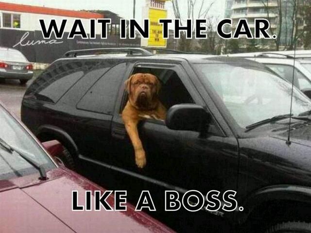 > Wait in the car, like a boss! - Photo posted in Wild videos, news, and other media | Sign in and leave a comment below!