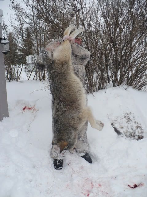 mywolf007.jpg