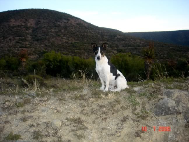 Kingstone Deer Management Services - Out of Africa Story