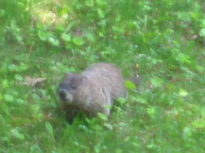 groundhog8.jpg