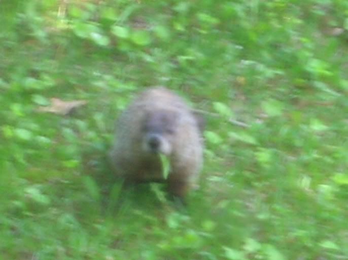 groundhog9.jpg