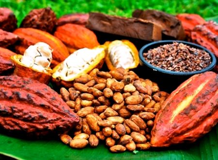  photo cacao.jpg