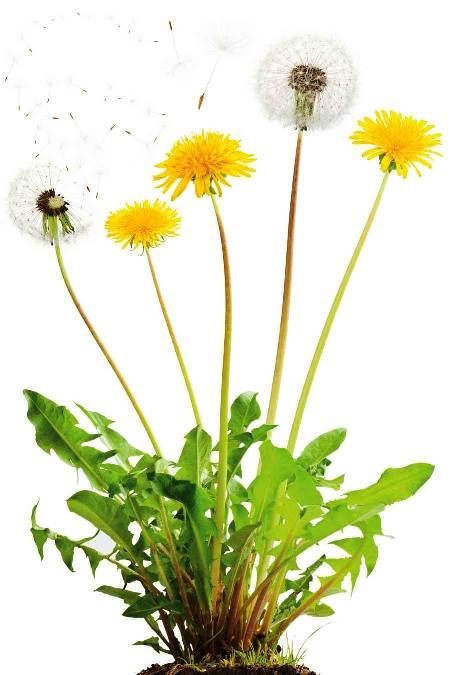  photo dandelion.jpg