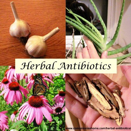  photo herbal-antibiotics.jpg