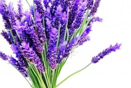  photo lavender.jpg