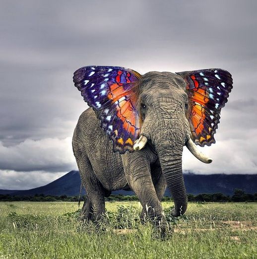 butterphant.jpg