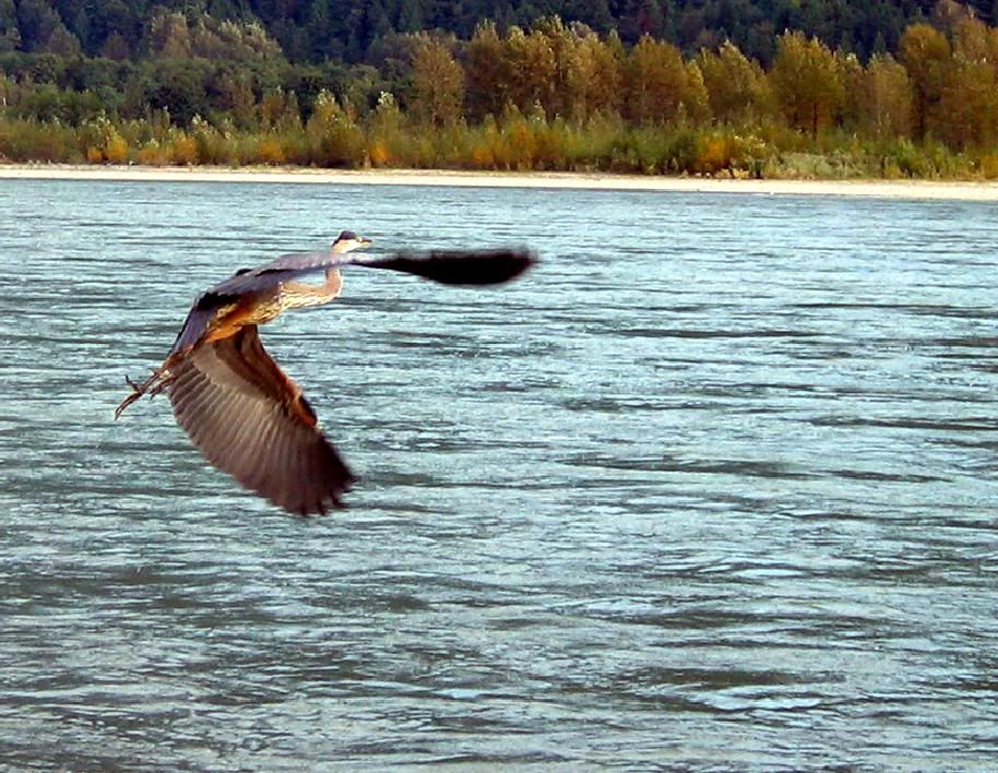 IMAGE: http://img.photobucket.com/albums/v517/ninja_ratty/crane.jpg