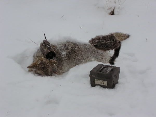 Pcoyote1010008x.jpg