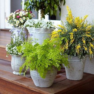 photo potted-plants_zps3ec8bdad.jpg