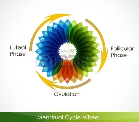 ovulation cycle