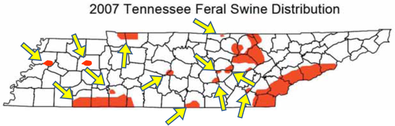 Wild Hogs In Tennessee Map Map