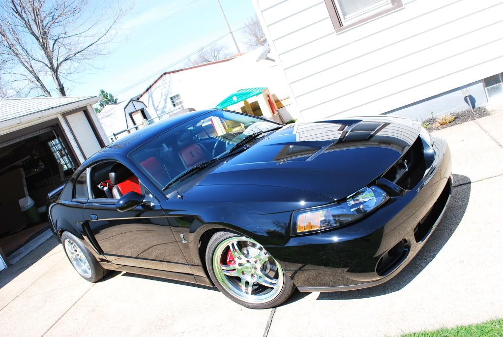 http://img.photobucket.com/albums/v518/bladez3919/SVTCobra/cobradetail026.jpg