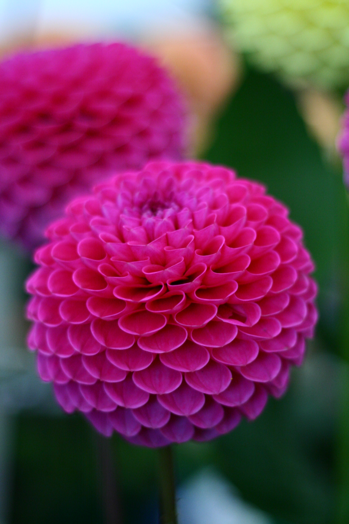 IMAGE: http://img.photobucket.com/albums/v518/kiss_me_now9/County%20Shows/Bucks%2007/PinkFlower1.png