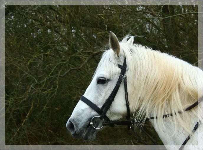 IMAGE: http://img.photobucket.com/albums/v518/kiss_me_now9/Head.jpg