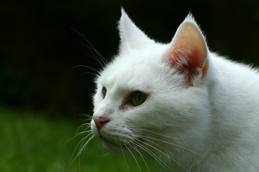 IMAGE: http://img.photobucket.com/albums/v518/kiss_me_now9/TBE1.png