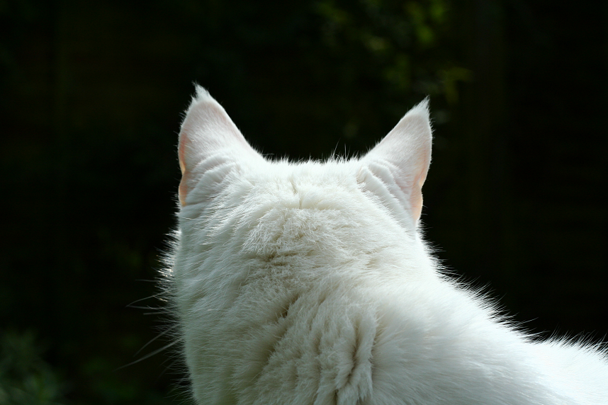 IMAGE: http://img.photobucket.com/albums/v518/kiss_me_now9/THE.png