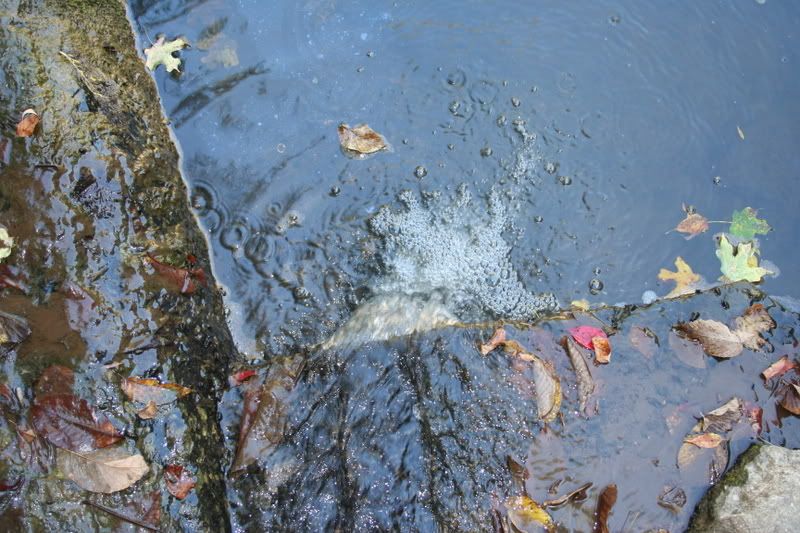 IMAGE: http://img.photobucket.com/albums/v518/plasticmotif/IMG_6761-1.jpg