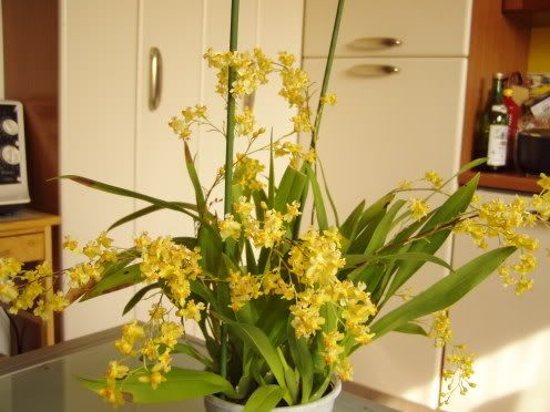 Oncidium_Twinkle.jpg