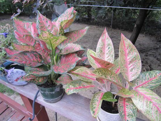 Red House Plants