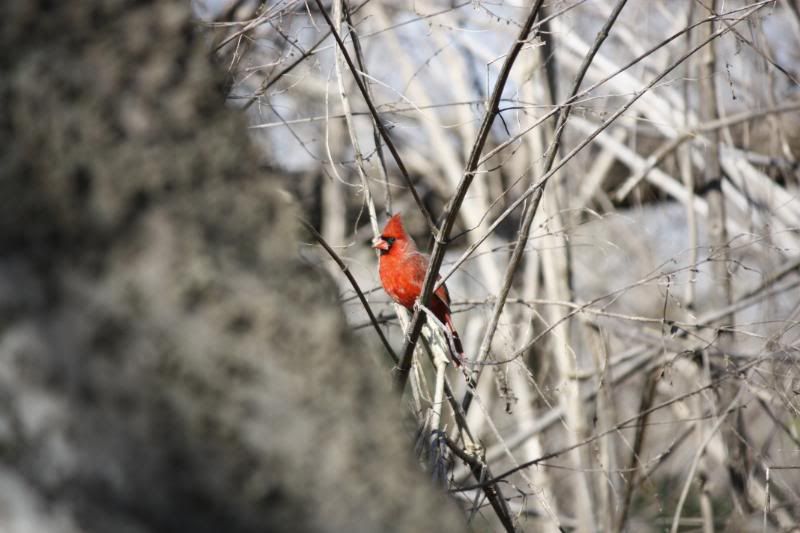 IMAGE: http://img.photobucket.com/albums/v519/LyleJNaquin/Canon%20XSi/Outside_141.jpg