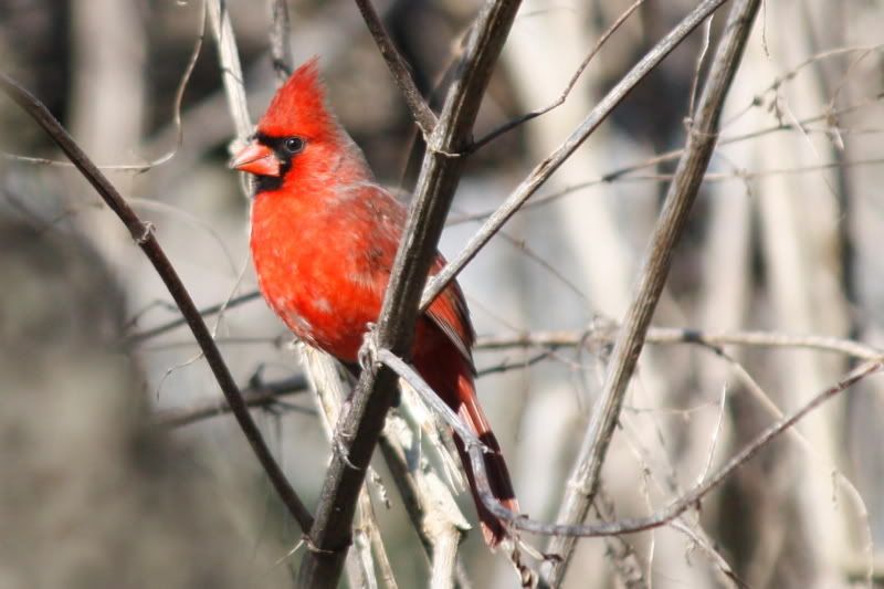 IMAGE: http://img.photobucket.com/albums/v519/LyleJNaquin/Canon%20XSi/Outside_141_1.jpg