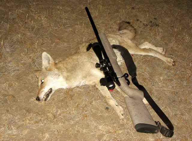 CoyoteDunlap07.jpg