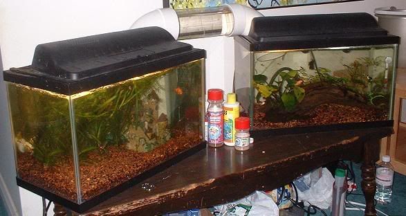 http://img.photobucket.com/albums/v519/estung/fish/tanks1.jpg