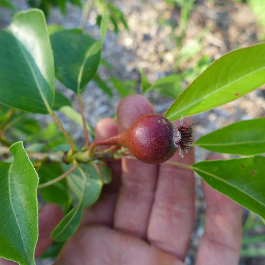 photo HarrowSweet.jpg