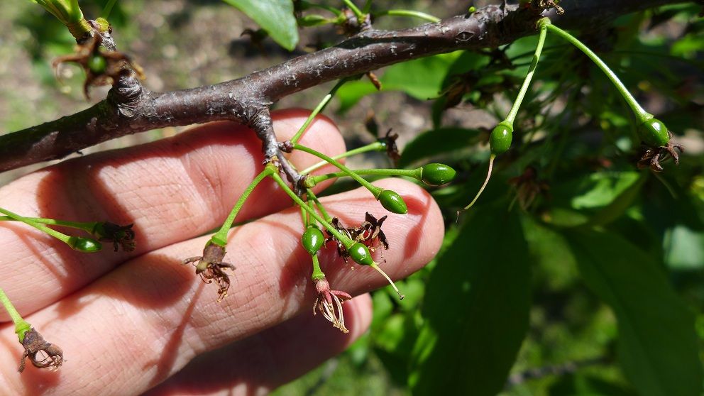 photo aldermanplum.jpg