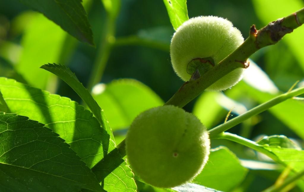 photo donutpeach.jpg