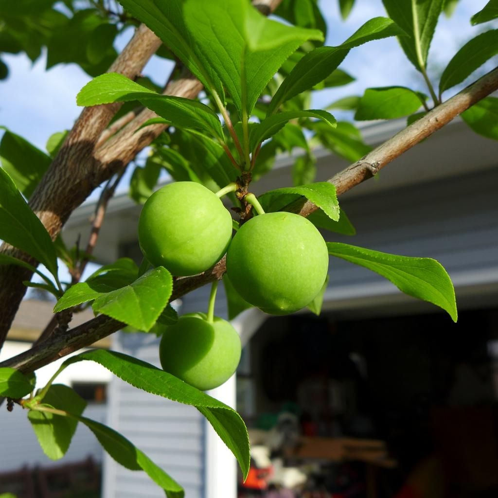 photo emeralddrop1.jpg