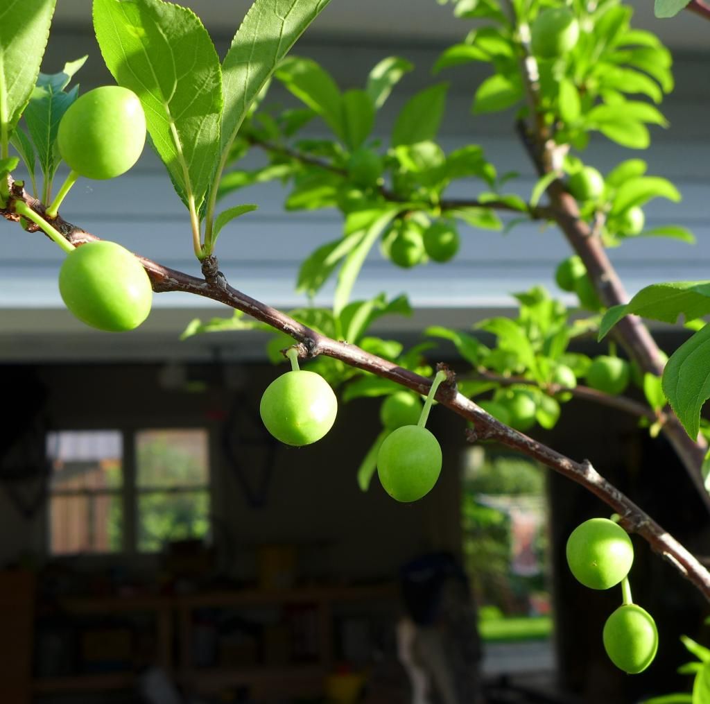 photo flavorking.jpg