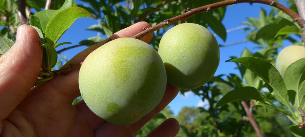 photo flavorsupremejuly26.jpg