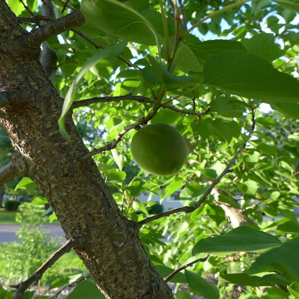 photo hunzaapricot.jpg