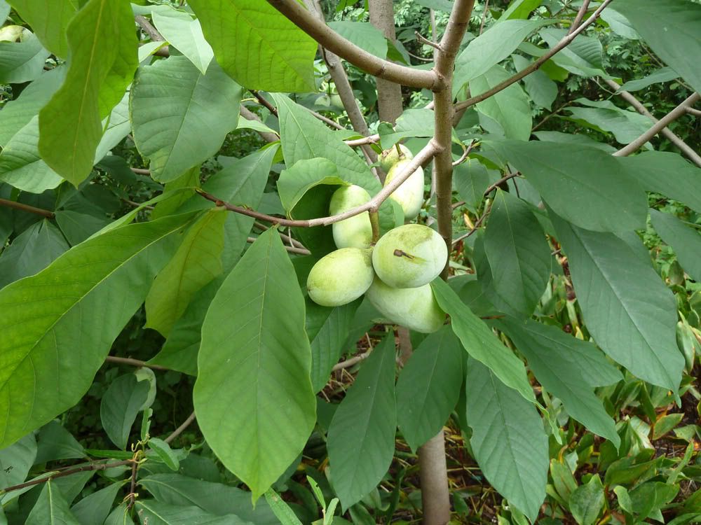 Where can I find pawpaws in DC? r/washingtondc
