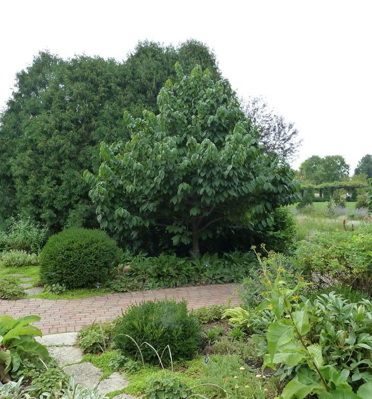  photo pawpawsaug21.jpg