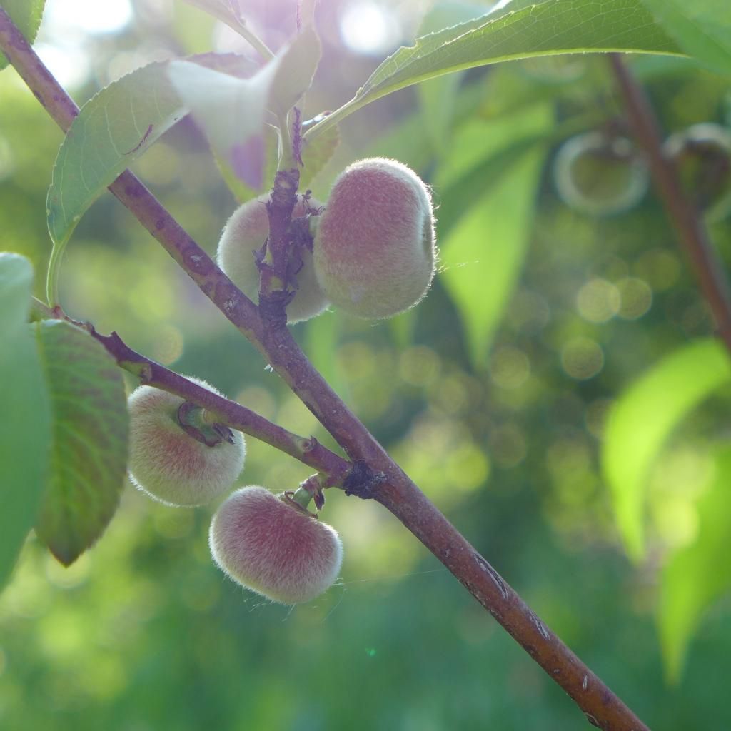 photo saturnpeach.jpg