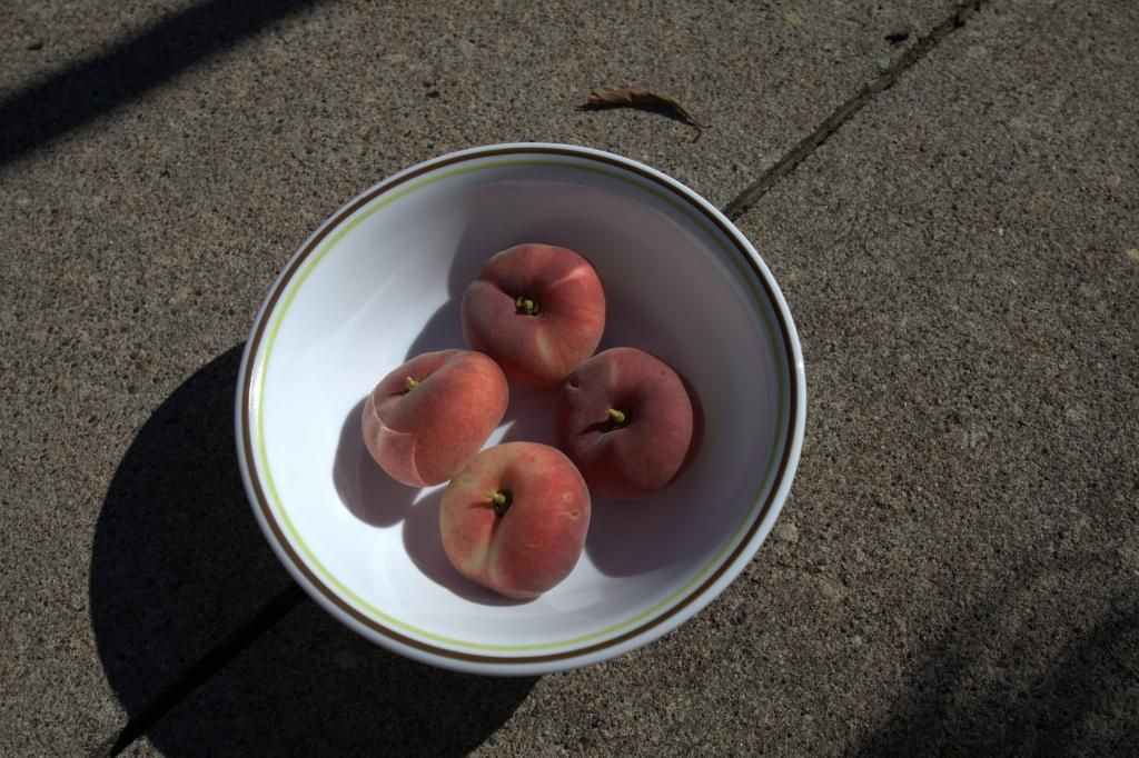 photo saturnpeach813.jpg